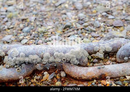 Eine alte rostige Ankerkette, die mit Seepocken überzogen ist. Die Kette liegt an einem felsigen Strand. Sehr nahe Ansicht mit zwei Links und zwei Teilen Links sichtbar. Stockfoto