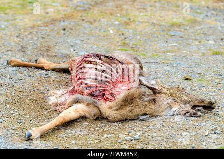 Ein toter Hirsch-Kadaver, der auf einer alten Schotterstraße liegt. Ein großer Teil des Hirsches wurde gefressen, und die Rippen sind sichtbar. Hals schräg verdreht. Stockfoto