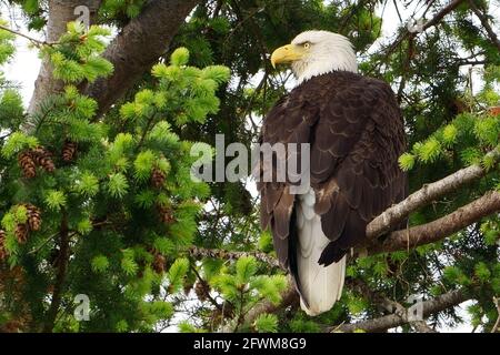 Weißkopfseeadler in Tannenbaum. Stockfoto