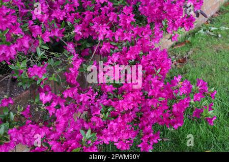 Malvenförmige Blüten eines immergrünen, niedrig wachsenden Rhododendrons, der in einem Garten in Großbritannien zu sehen ist. Stockfoto