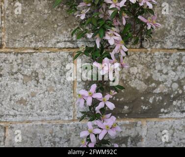Clematis montana var. rubens Pink Perfection auf einer Gartenwand blühend gesehen. Stockfoto