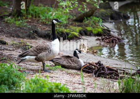 Kanadische Gänse (Branta canadensis) am Strand in Helsinki, Finnland Stockfoto