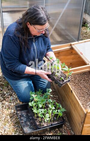 Frau, die Breitbohnenpflanzen in einen kalten Rahmen bewegt, um sich vor dem Pflanzen auszuhärten. Stockfoto