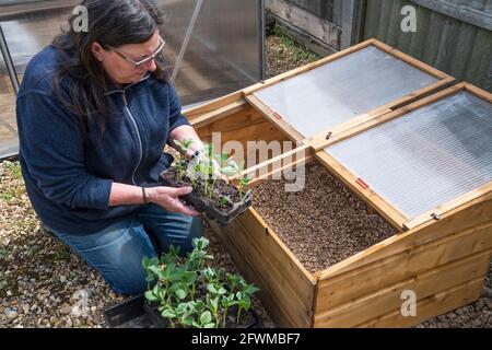 Frau, die Breitbohnenpflanzen in einen kalten Rahmen bewegt, um sich vor dem Pflanzen auszuhärten. Stockfoto