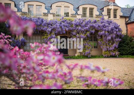 Wisterienblüten bedecken die Bibliothek in Dumbarton Oaks im Nordwesten von Washington, D.C. Stockfoto