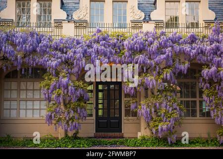 Wisterienblüten bedecken die Bibliothek in Dumbarton Oaks im Nordwesten von Washington, D.C. Stockfoto