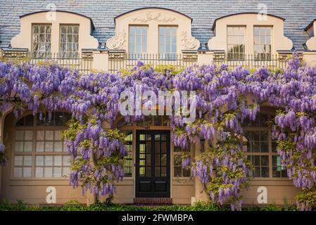 Wisterienblüten bedecken die Bibliothek in Dumbarton Oaks im Nordwesten von Washington, D.C. Stockfoto