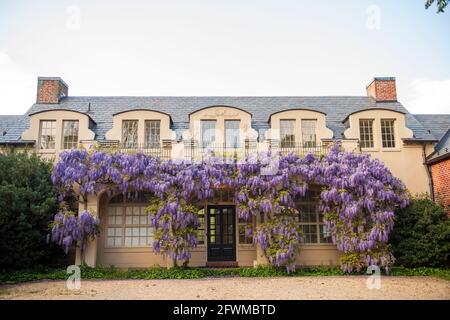 Wisterienblüten bedecken die Bibliothek in Dumbarton Oaks im Nordwesten von Washington, D.C. Stockfoto