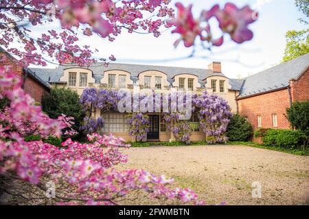 Wisterienblüten bedecken die Bibliothek in Dumbarton Oaks im Nordwesten von Washington, D.C. Stockfoto