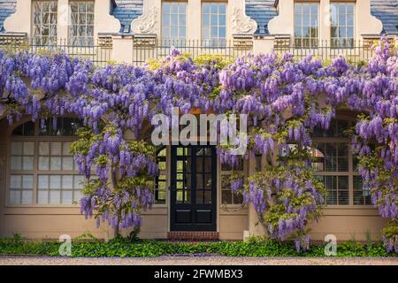 Wisterienblüten bedecken die Bibliothek in Dumbarton Oaks im Nordwesten von Washington, D.C. Stockfoto