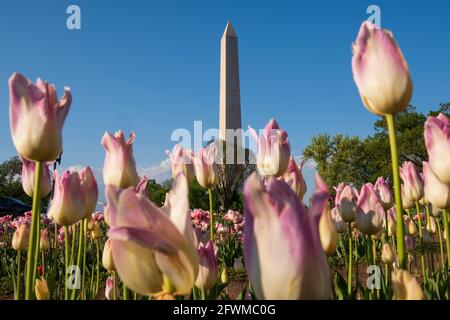 Das Washington Monument erhebt sich hinter bunten Tulpen in der Floral Library, die vom National Park Service in der National Mall betrieben wird. Stockfoto