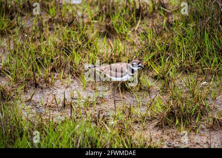 Ein killdeer (Charadrius vociferus) spaziert in den sumpfigen Gräsern der Bucht bei Assateague Island National Seashore. Stockfoto