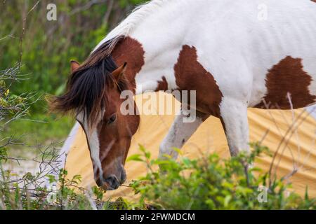 Ein wildes Pony geht am Strand von Assateague Island National Seashore entlang. Stockfoto