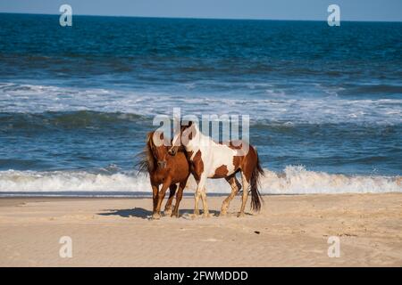 Wilde Tiere tummeln sich am Strand von Assateague Island National Seashore. Stockfoto