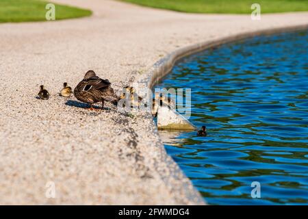 Eine Mutter Ente und ihre Enten am Teich von Constitution Gardens in der National Mall in Washington, D.C. Stockfoto