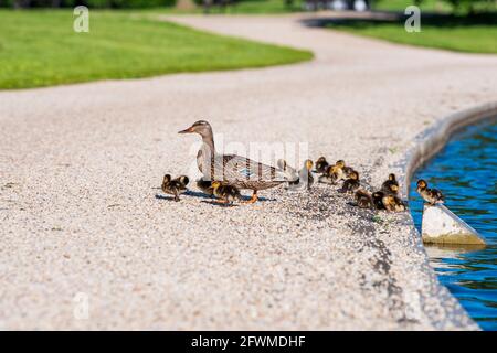 Eine Mutter Ente und ihre Enten am Teich von Constitution Gardens in der National Mall in Washington, D.C. Stockfoto