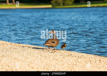 Eine Mutter Ente und ihr Enten am Teich in Constitution Gardens in der National Mall in Washington, D.C. Stockfoto