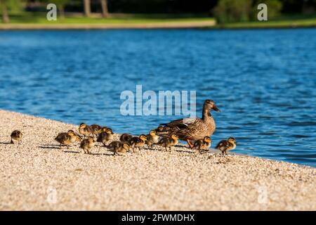 Eine Mutter Ente und ihre Enten am Teich von Constitution Gardens in der National Mall in Washington, D.C. Stockfoto