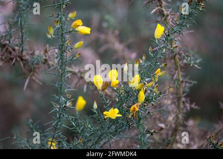 Yellow Common Gorse, Ulex europaeus, blüht in der Wintersaison auf dem Wimbledon Common, London Stockfoto