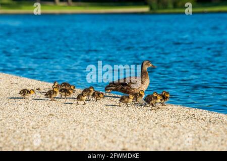 Eine Mutter Ente und ihre Enten am Teich von Constitution Gardens in der National Mall in Washington, D.C. Stockfoto