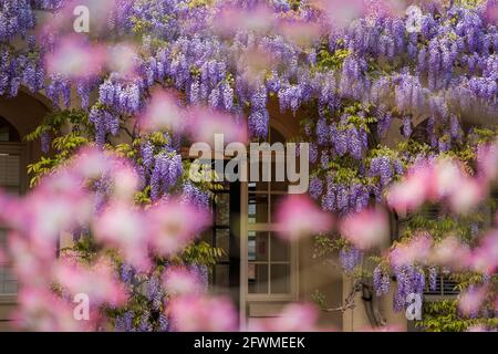 Wisterienblüten bedecken die Bibliothek in Dumbarton Oaks im Nordwesten von Washington, D.C. Stockfoto