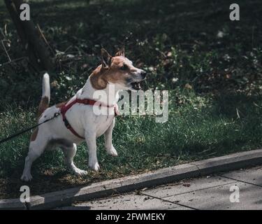 Wütender Hund versucht anzugreifen Stockfoto