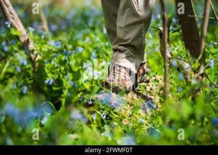 Nahansicht von Wanderschuhen auf einem Baumstamm. Virginia Bluebells. Im Vordergrund und im Hintergrund. Horizontal. Stockfoto