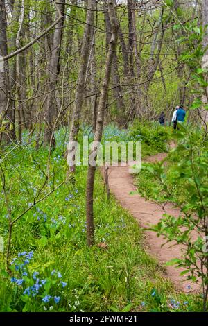 Wanderer wandern auf einem Fußweg durch einen Waldwald mit Virginia-Bluebells. Stockfoto