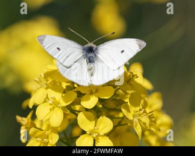 Ein kleiner weißer Schmetterling (Pieris rapae) auf einer schwarzen Senf-Wildblume (Brassica nigra) am Ufer des Flusses Calder in Wakefield, West Yorkshire Stockfoto