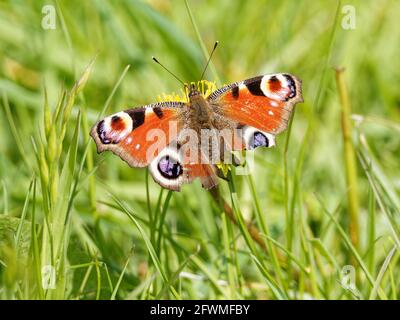 Ein Pfauenfalter (Aglais io) mit zerrissenen Flügeln auf einer gebrannten Weißbart-Wildblume (Crepis vesicaria) am Ufer des Flusses Calder in Wakefield, Wes Stockfoto