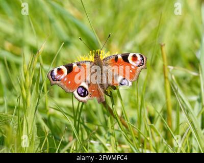 Ein Pfauenfalter (Aglais io) mit zerrissenen Flügeln auf einer gebrannten Weißbart-Wildblume (Crepis vesicaria) am Ufer des Flusses Calder in Wakefield, Wes Stockfoto