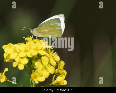 Ein kleiner weißer Schmetterling (Pieris rapae) auf einer schwarzen Senf-Wildblume (Brassica nigra) am Ufer des Flusses Calder in Wakefield, West Yorkshire Stockfoto