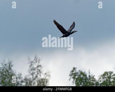 Ein Kormoran (Phalacrocorax carbo) fliegt in Fairburn ings, einem RSPB Nature Reserve in Leeds, West Yorkshire, gegen graue Wolken Stockfoto