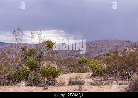 Joshua Tree National Park, CA, USA - 30. Dezember 2012: Mojave Yucca im Sand mit Bergkette am Horizont unter stark regnendem Himmel. Stockfoto