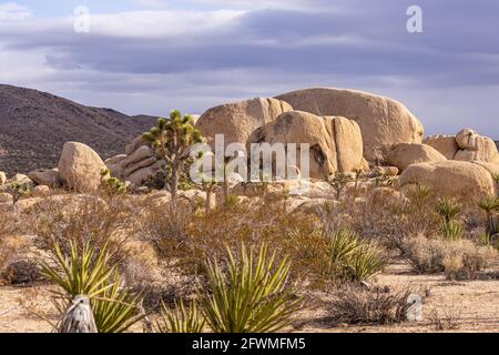 Joshua Tree National Park, CA, USA - 30. Dezember 2012: Sonnenschein fällt auf beige Felsbrocken mit Namensvetter-Baum und Yucca vor unter starker Regenwolke Stockfoto