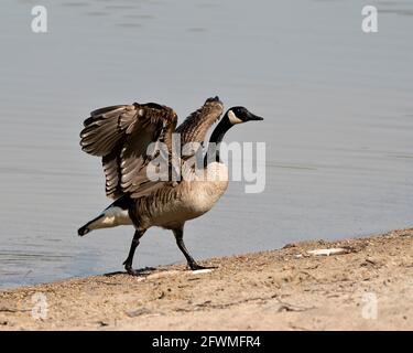 Canada Goose close-up Profilansicht mit ausgebreiteten Flügeln und verschwommen Wasser Hintergrund in seiner Umgebung und Lebensraum. Bild Der Kanadischen Gans. Bild. Hochformat Stockfoto