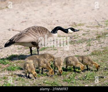 Kanadische Gänse Erwachsene und Gänse Nahaufnahme Profil Blick auf das Essen auf Gras in ihrer Umgebung und Lebensraum mit verschwommenem Sand Hintergrund.. Stockfoto