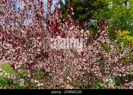 Lila Blatt Sandkirsche, (Prunus x cistena) Blüte im späten Frühling, Strauchbaum Stockfoto