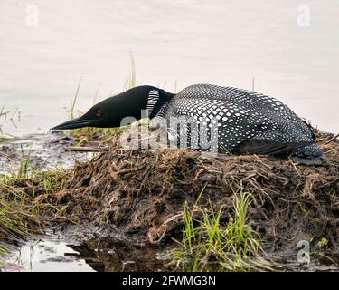 Loon Nahaufnahme Nisting auf seinem Nest mit Sumpfgräsern, Schlamm und Wasser am Seeufer in seiner Umgebung. Loon on Nest. Loon im Feuchtgebiet. Allgemein. Stockfoto