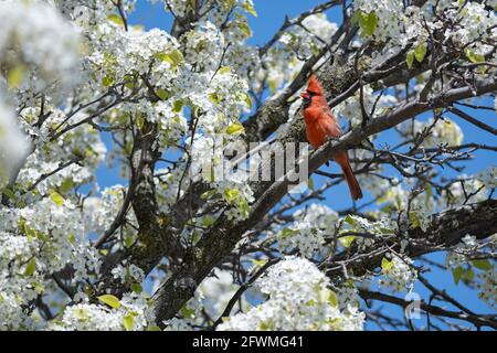 Weißer Crabapple Baum blüht im Frühling, Malus Stockfoto