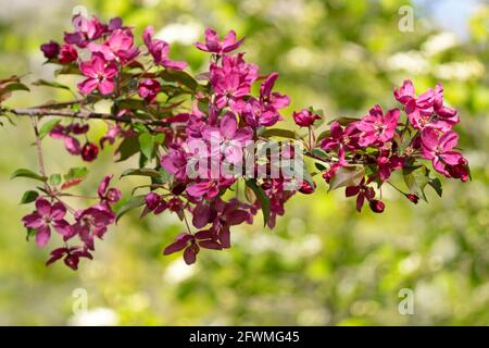 Zweig eines blühenden Crabapple-Baumes, (Malus coronaria), Pink Malus, Sweet Crabapple Stockfoto