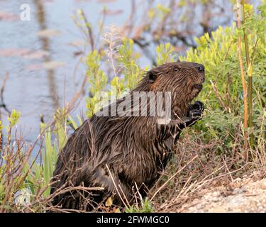 Biber Nahaufnahme Profil Seitenansicht am Wasser mit Laub und Wasserhintergrund mit braunem Fell, Körper, Kopf, Auge, Ohren, Mund, Pfoten in seinem Stockfoto