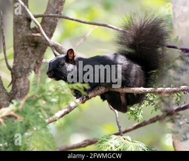 Nahaufnahme des Eichhörnchen-Profils im Wald, der auf einem Ast steht und auf einem unscharfen Hintergrund sein schwarzes Fell, seine Pfoten und seinen buschigen Schwanz zeigt. Stockfoto