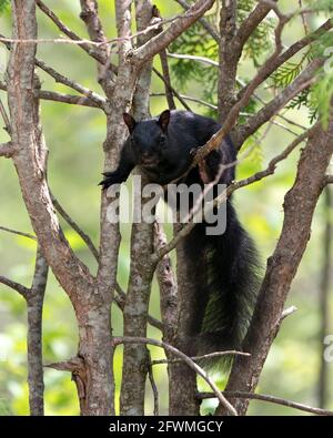 Nahaufnahme des Eichhörnchen-Profils im Wald, der auf einem Ast steht und auf einem unscharfen Hintergrund sein schwarzes Fell, seine Pfoten und seinen buschigen Schwanz zeigt. Stockfoto