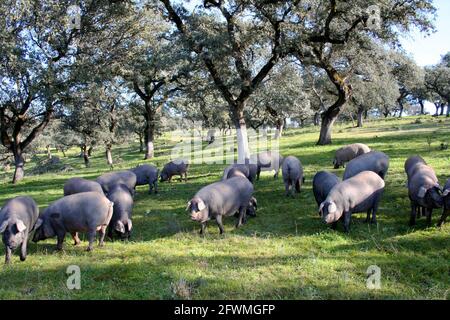 Schwarze iberische Schweine, die Eicheln in der Dehesa in Extremadura, Montanera, fressen Stockfoto