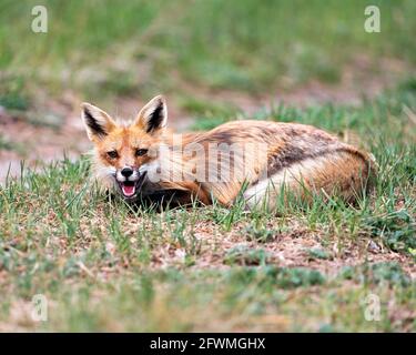 Rotfuchs Nahaufnahme Profil liegend auf Laub mit offenem Mund in seiner Umgebung und seinem Lebensraum. Bild. Hochformat. Fox-Bild. Stockfoto