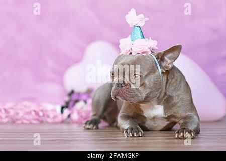 Französische Bulldogge mit Geburtstagshut vor verschwommener Rosa Hintergrund mit Blumen und herzförmigen Ballons Stockfoto