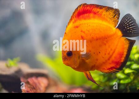 Blick auf rote Melonen-Diskusfische, die im bepflanzten Aquarium schwimmen. Tropische Fische. Schweden. Stockfoto
