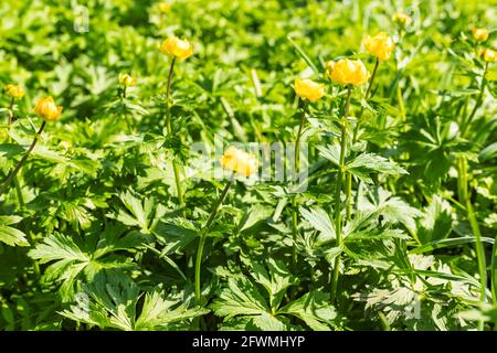 Globeflowers gelbe Frühlingsblumen auf verschwommenem grünen Wiese natürlichen Hintergrund. Nahaufnahme. Speicherplatz kopieren. Stockfoto