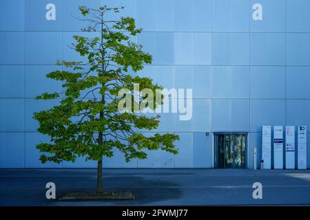 Ein Baum auf dem Vorplatz zum Eingang des Telekom Centers München, ein Ensemble von 10 einheitlichen Hochhäusern an der Ecke Berg-am-Laim-Straße Stockfoto